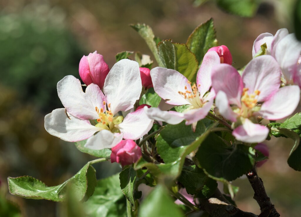 Espaliered apple tree blooms by sandlily