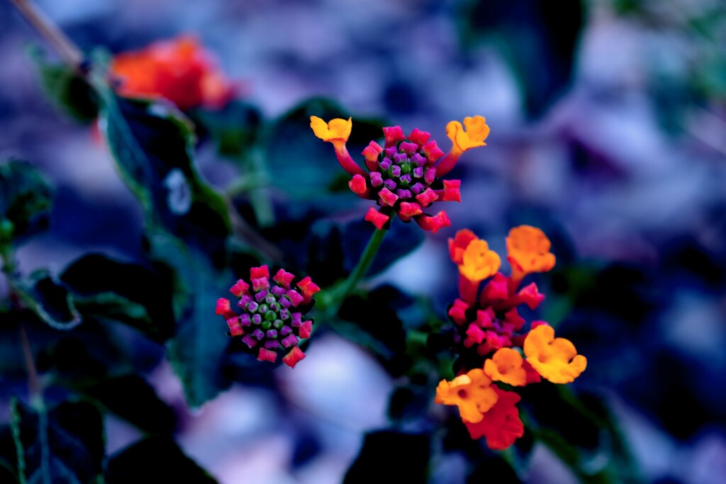 the start of more lantanas by blueberry1222