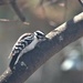 Female downy woodpecker  by radiogirl