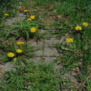 5th May 2022 - Dandelions in My Back Yard