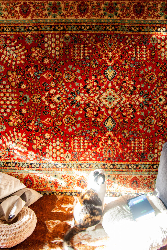 Carpet by daryavr