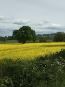 5th May 2022 - A country scene near home