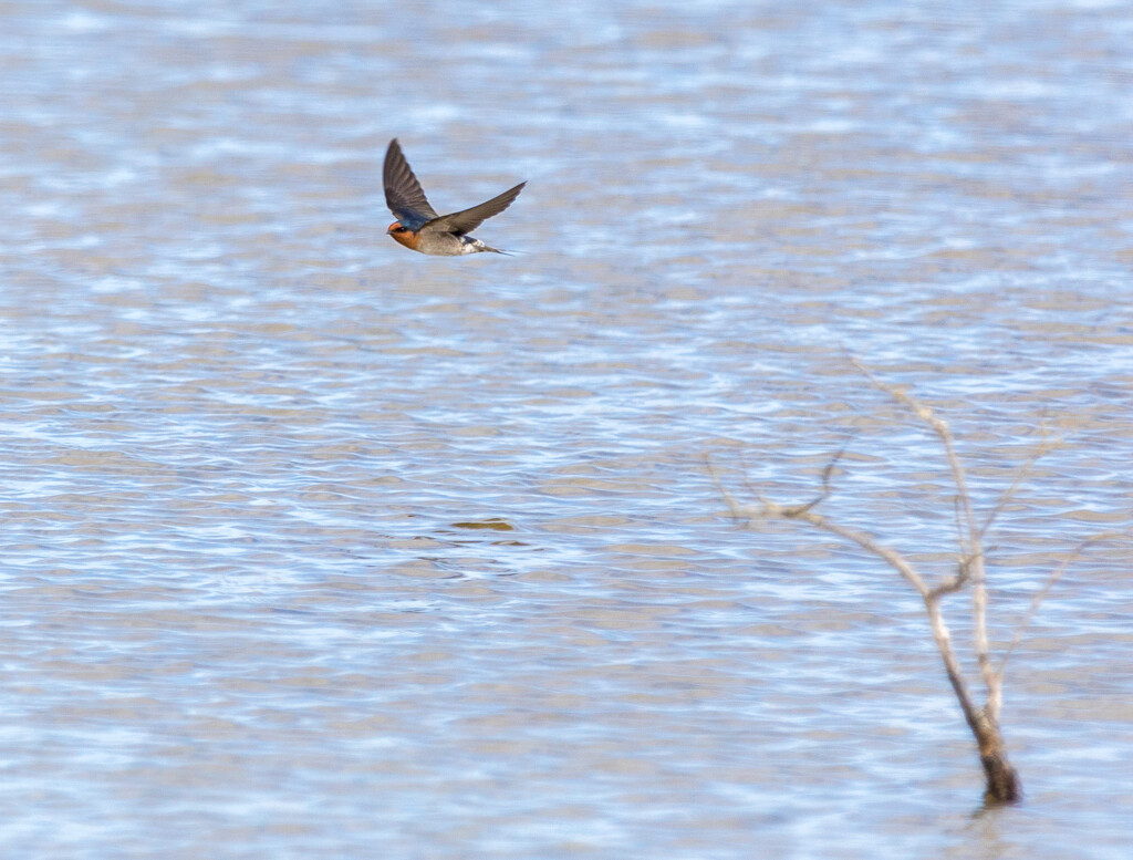 Swallow darting around lake  by creative_shots