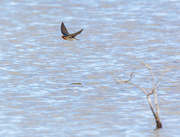 8th Apr 2022 - Swallow darting around lake 