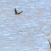Swallow darting around lake  by creative_shots