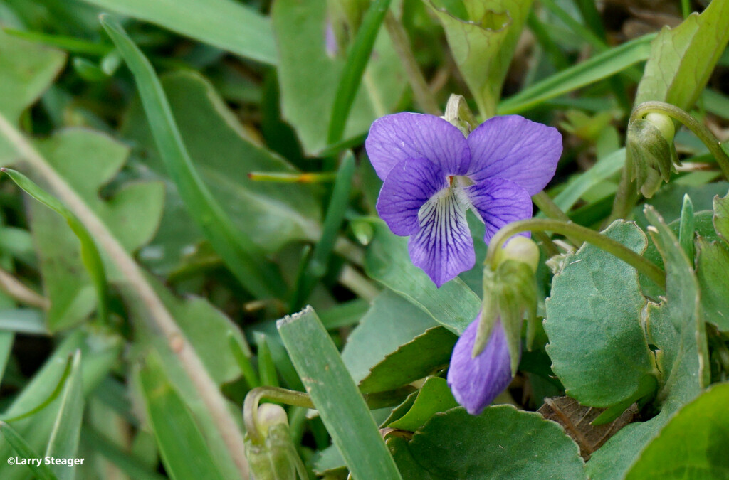 Wild Violets by larrysphotos