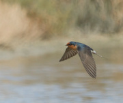 10th Apr 2022 - Zooming in on this guy - was skimming the water