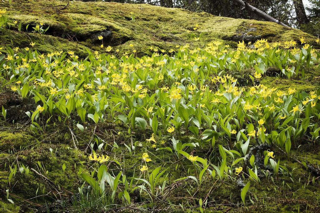 A patch of yellow Avalanche Lilies by kiwichick