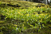 4th May 2022 - A patch of yellow Avalanche Lilies