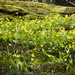 A patch of yellow Avalanche Lilies
