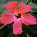 Hibiscus (Post Rain) by 365canupp