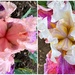Iris in Full Bloom now by shutterbug49