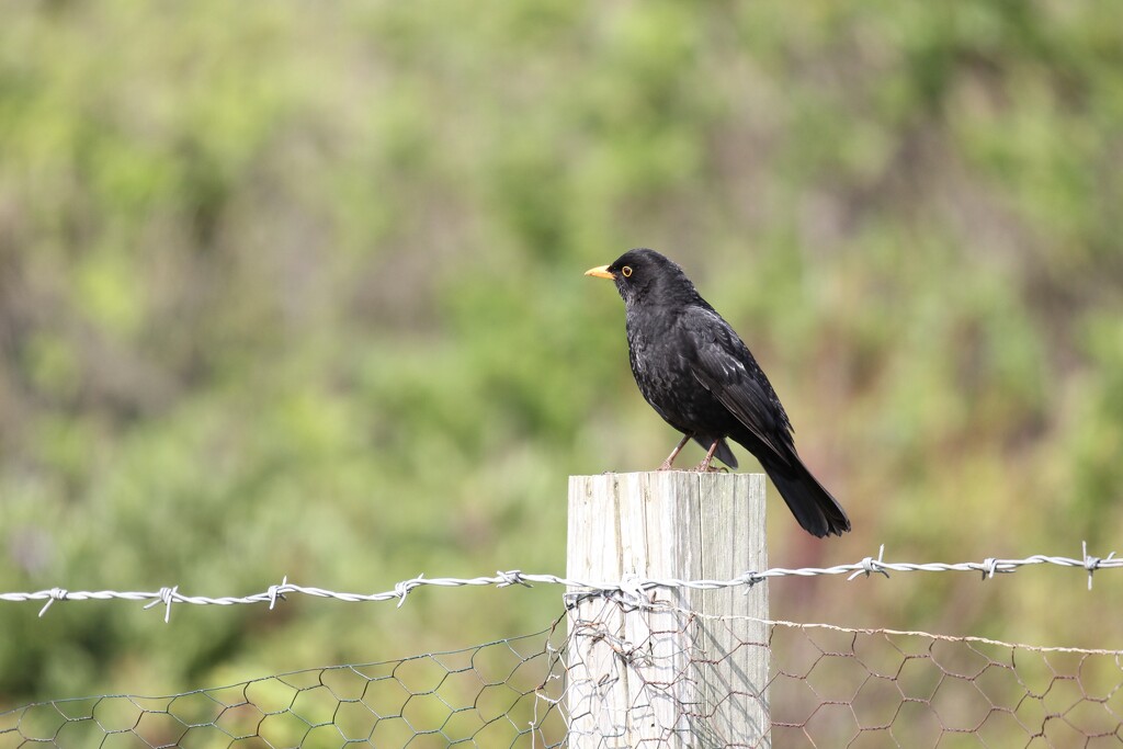 The Blackbird by jamibann