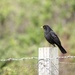 The Blackbird by jamibann