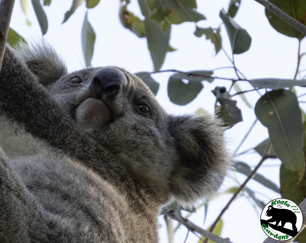 the high life by koalagardens