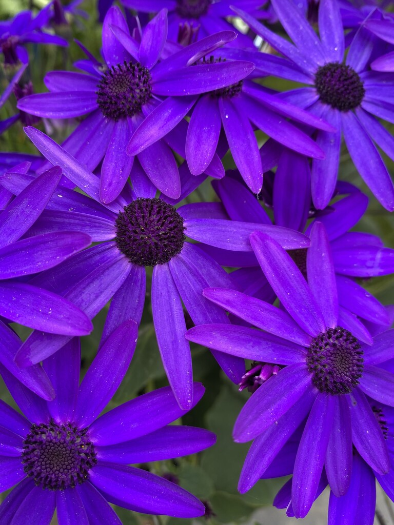 the colour purple by cam365pix