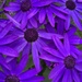 the colour purple by cam365pix