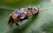 2nd Feb 2022 - Adult Fungus-eating ladybird emerging from pupa