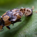 Adult Fungus-eating ladybird emerging from pupa