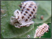 1st Feb 2022 -  pupa/pupa shell of Fungus-eating ladybird