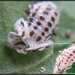  pupa/pupa shell of Fungus-eating ladybird
