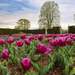 Tulips by phil_sandford
