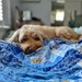 Comfy dog by corymbia