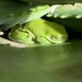 Secret frog by corymbia