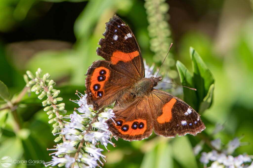 red admiral by yorkshirekiwi