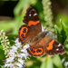 red admiral by yorkshirekiwi