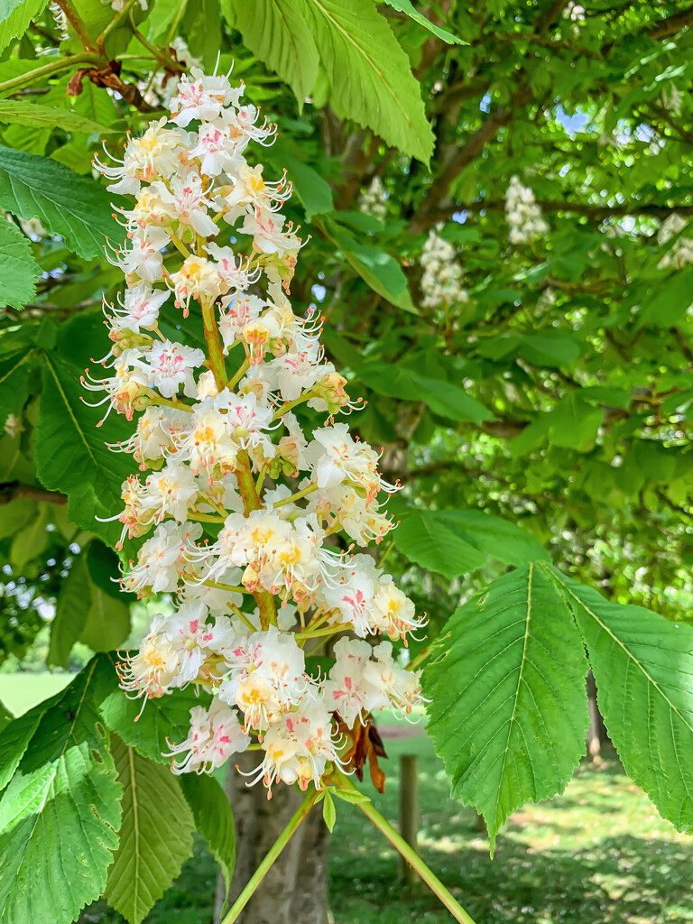 Horse Chestnut by pamknowler