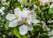 5th May 2022 - Apple blossom Time....