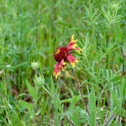 6th May 2022 - Fire wheel wildflower in the no mow field