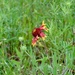 Fire wheel wildflower in the no mow field