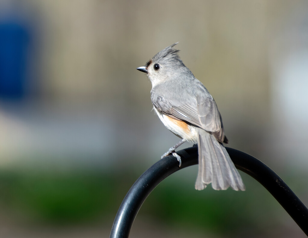 Tufted titmouse by mccarth1