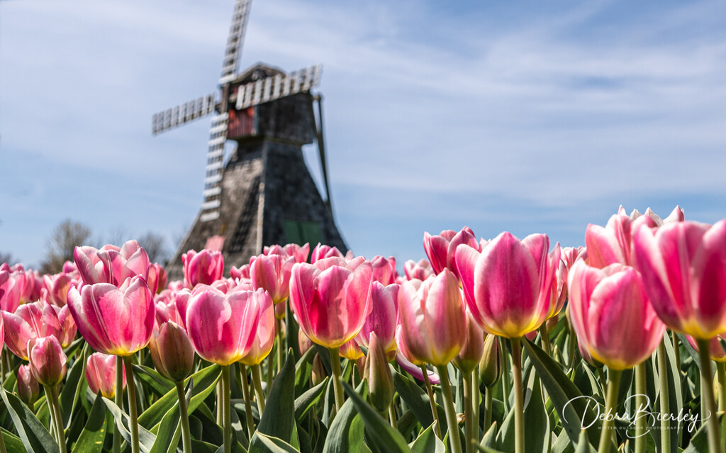 Tulip Time (Holland Michigan) by dridsdale