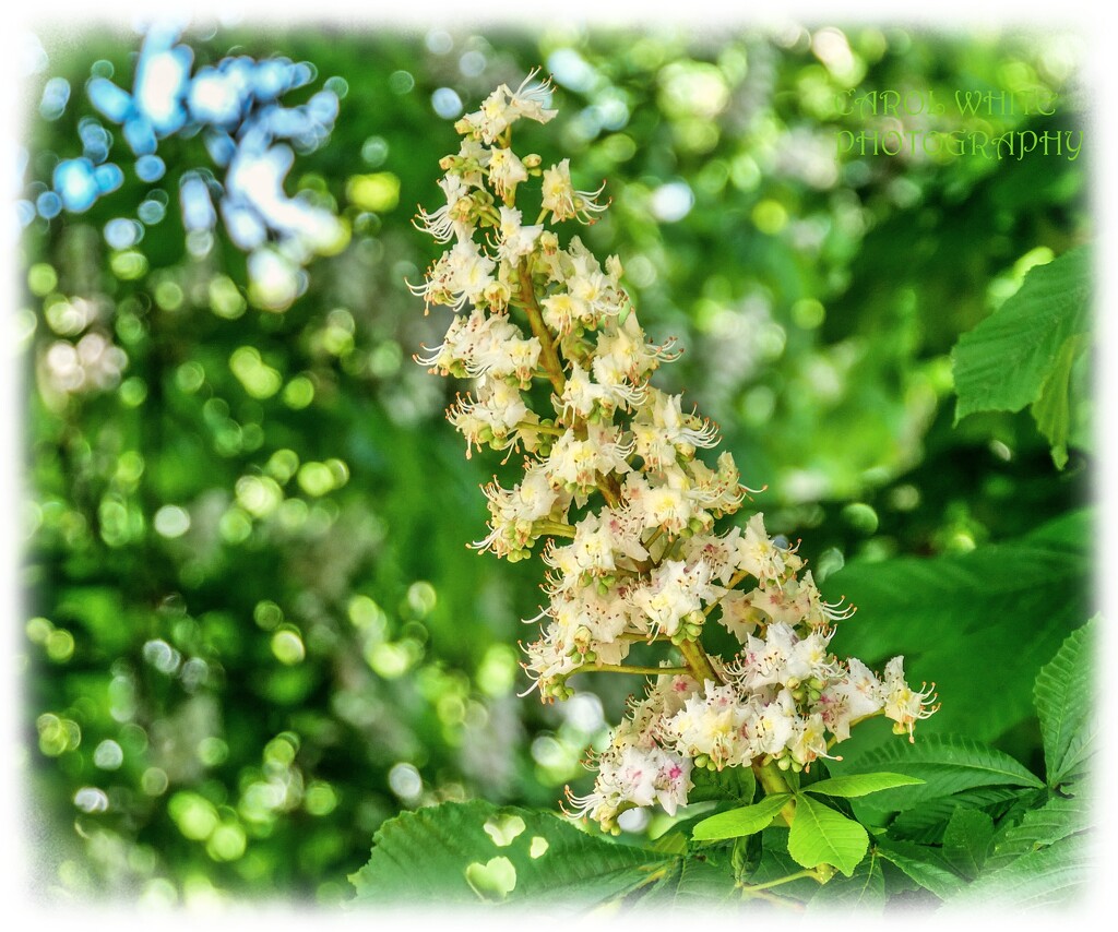 Horse-chestnut Blossom by carolmw