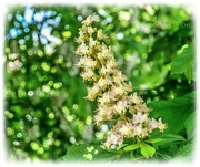 6th May 2022 - Horse-chestnut Blossom