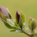 Lilac leaves by novab
