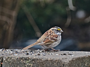 6th May 2022 - White Throated Sparrow