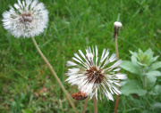 6th May 2022 - Some dandelions
