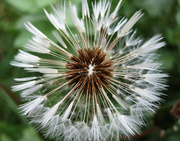 6th May 2022 - A dandelion