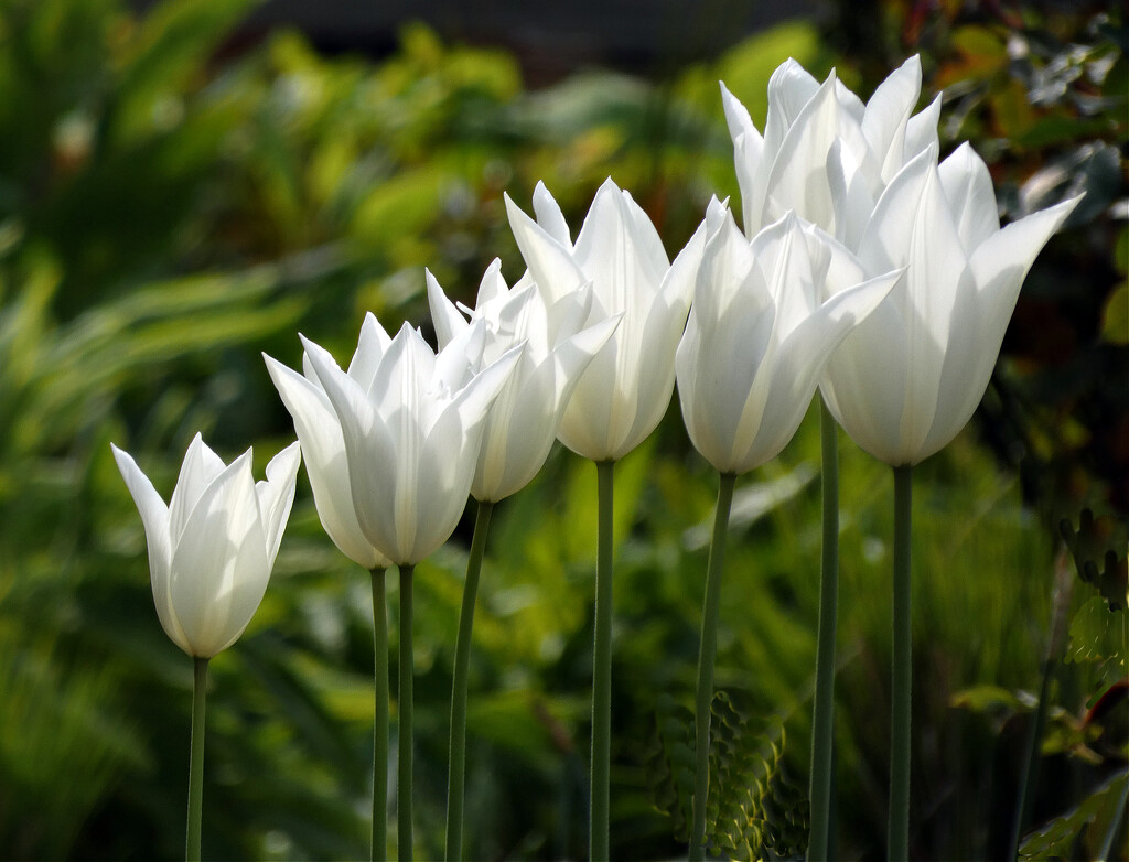 White Tulips by seattlite