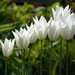 White Tulips by seattlite