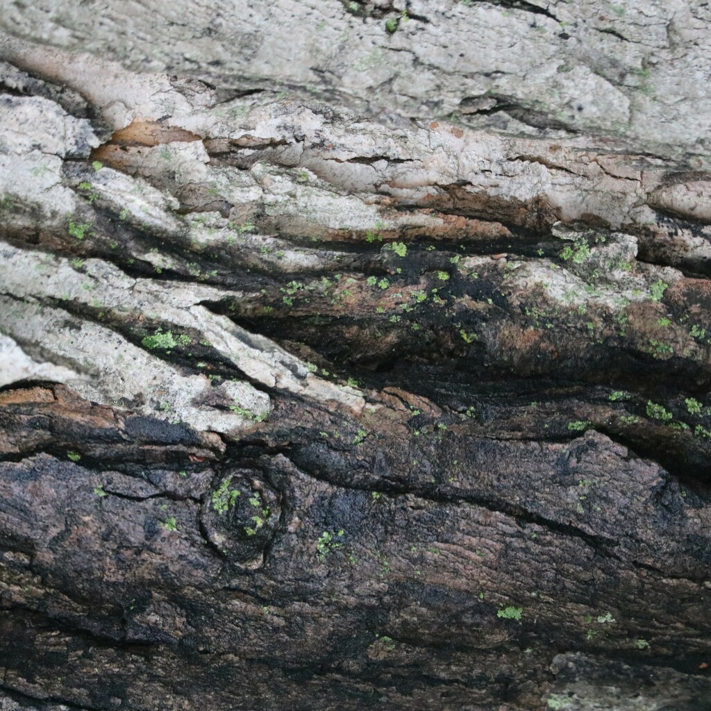 May 4: Tree Bark by daisymiller