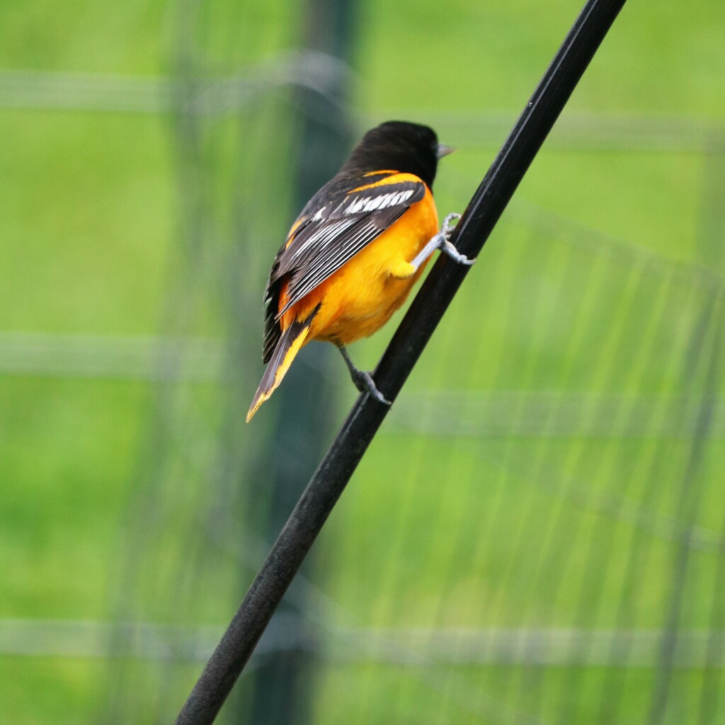 May 5: Baltimore Oriole by daisymiller