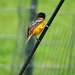May 5: Baltimore Oriole