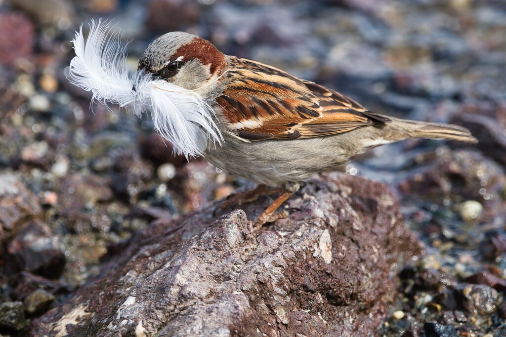 House Sparrow by okvalle