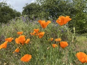6th May 2022 - Poppies and Vetch