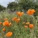 Poppies and Vetch by shutterbug49